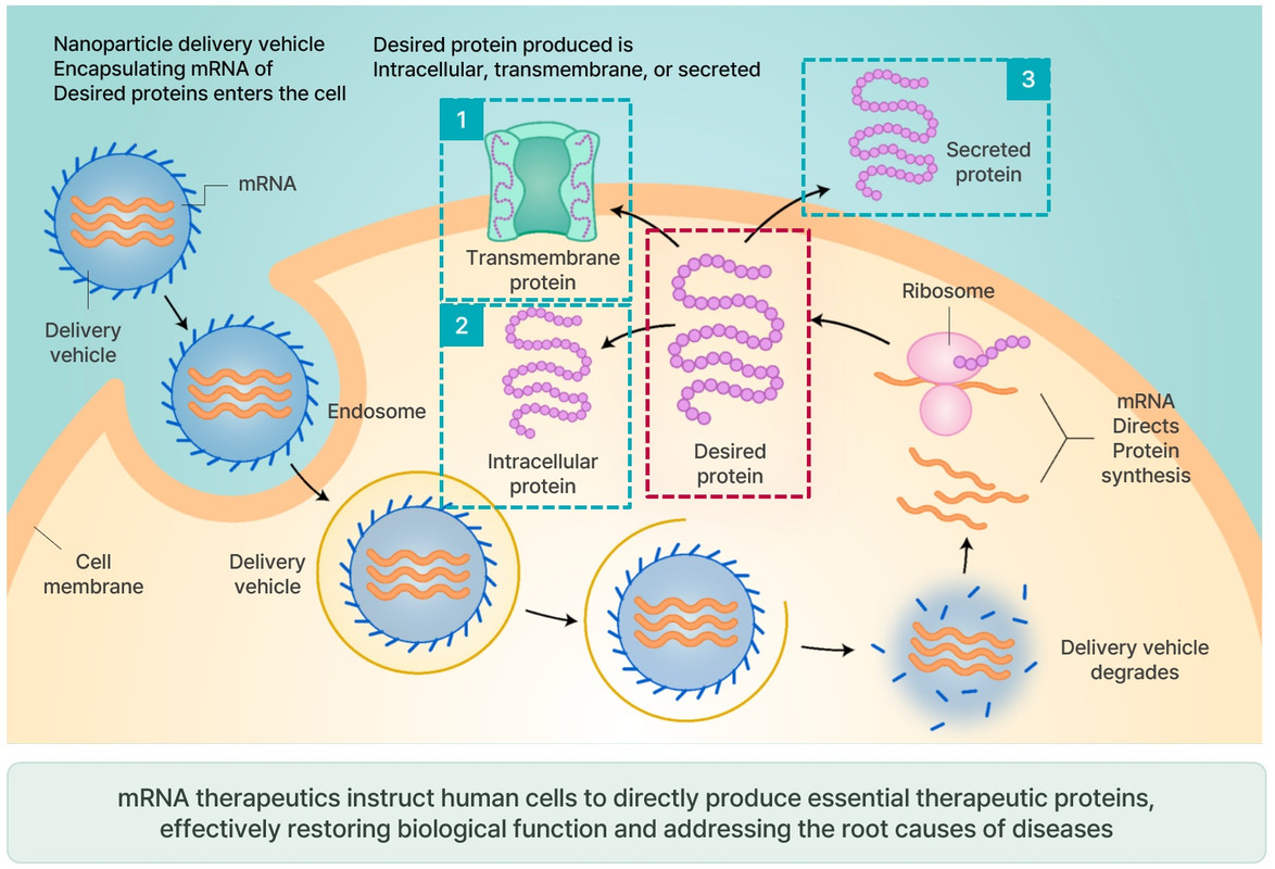 In vivo 단백질 치료제